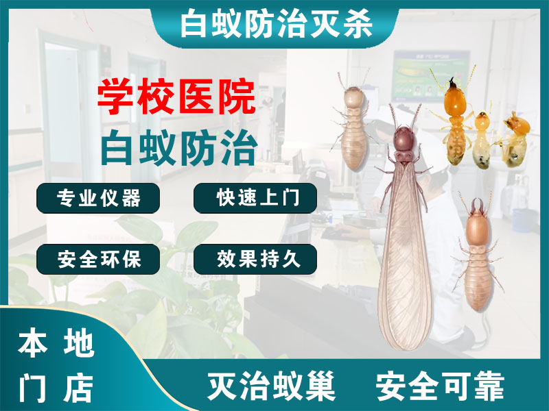 北仑学校医院白蚁防治