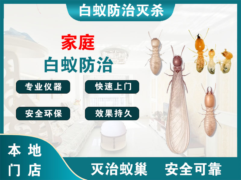 北仑家庭白蚁防治
