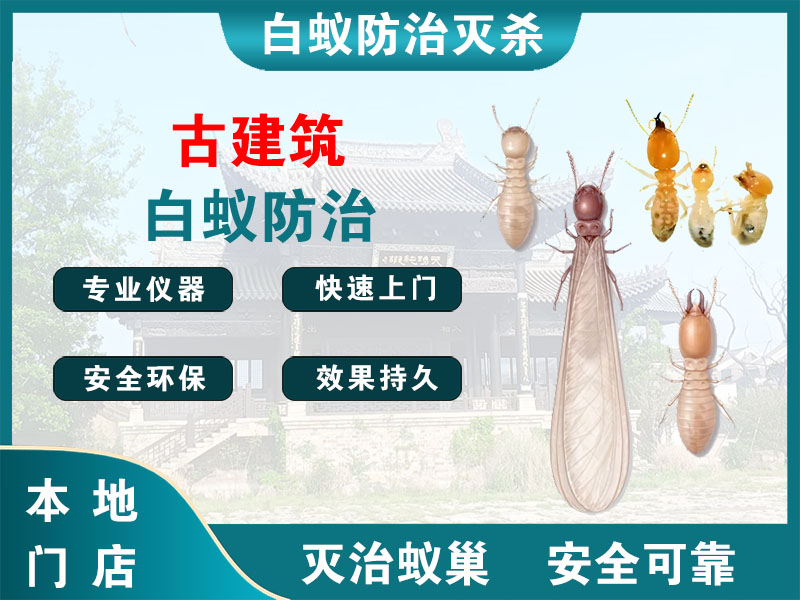 北仑古建筑白蚁防治