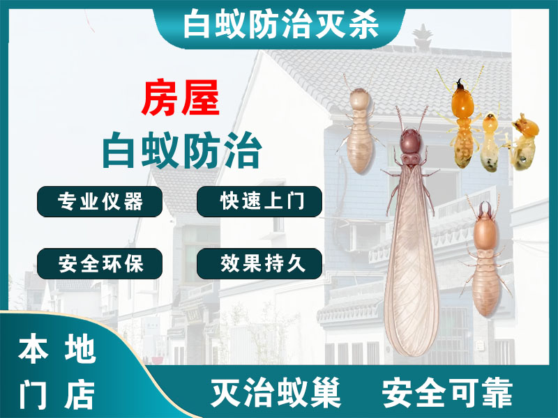 北仑房屋白蚁防治
